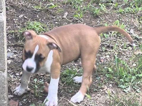 ? CHIOTS AMERICAN STAFFORDSHIRE TERRIER ? LOF ? DISPONIBLES 1000 