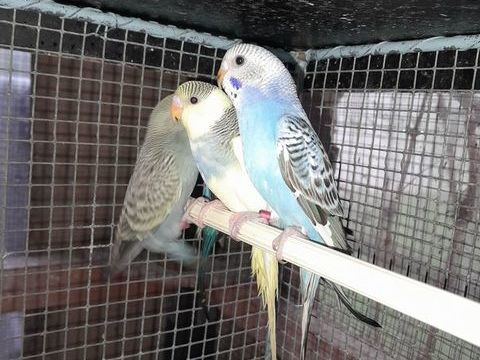 Perruches 8 49150 Baug