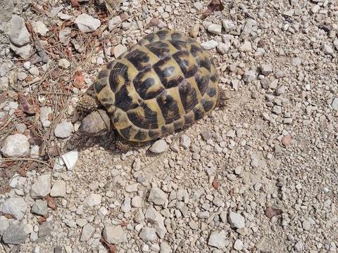 Tortue 0 13500 Martigues