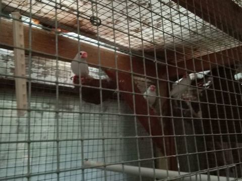 Oiseaux exotiques padda 50 56350 Rieux