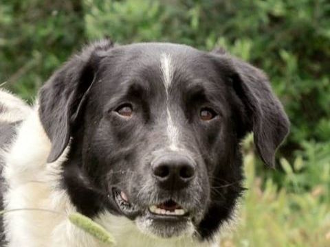 SALVA 300 95610 �ragny