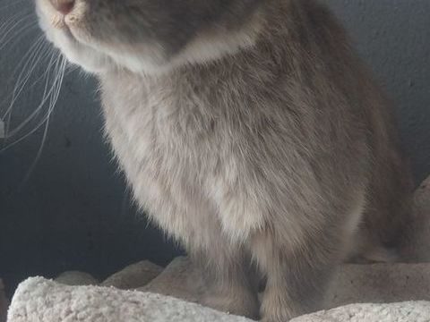 Je donne mon lapinou ! 0 67100 Strasbourg