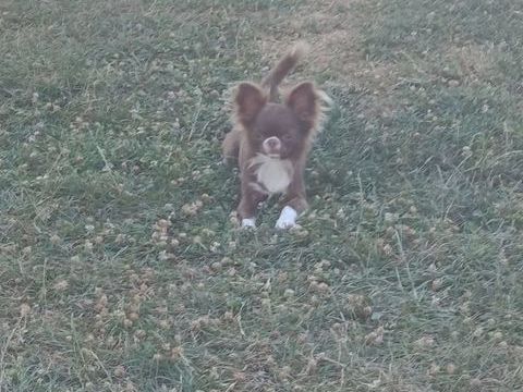 Femelle chihuahua 1200 38270 Beaurepaire