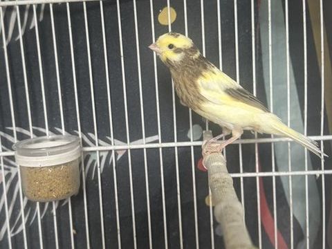 Jeune canari 25 93330 Neuilly-sur-marne