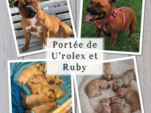 Staffordshire Bull terrier lof 1500 76210 Nointot