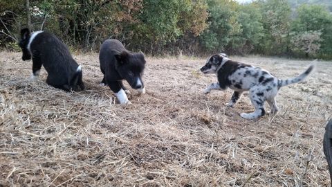 Chiot m&acirc;le crois&eacute; d'apparence Border Collie x Labrit 500 12550 Coupiac