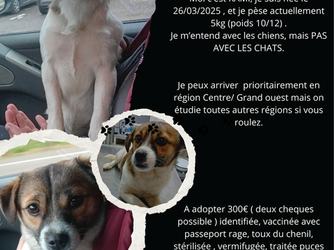 KAMI petite crois&eacute;e n&eacute;e le 26/03/2025 300 72600 Mamers