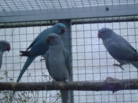 PERRUCHES A COLLIER OPALINE 200 59950 Auby