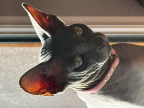 Chaton type sphynx 900 14400 Saint-vigor-le-grand