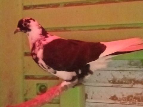 Pigeon Pakistan 15 50300 Avranches