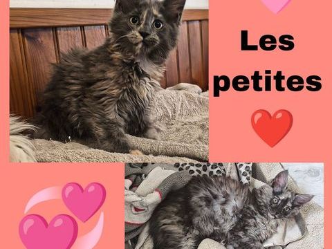 Maine coon polydactyle LOOF  1600 77460 Souppes-sur-loing