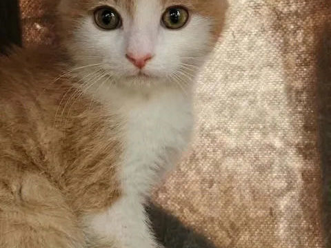 Jerry chaton roux et blanc 2mois cherche famille 140 11000 Carcassonne