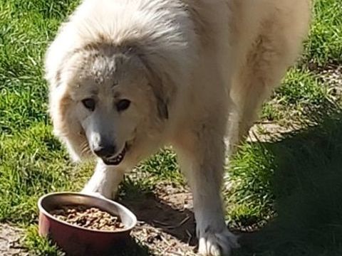 Mervel 250 17360 Saint-martin-de-coux