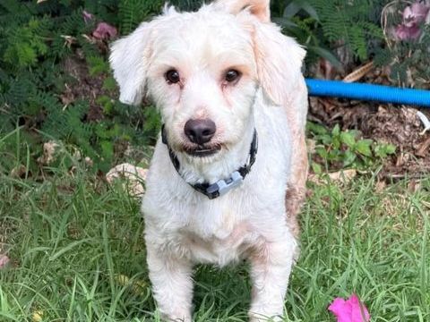 ✨️ SAFI ✨️ 🐶 350 77100 Mareuil-lès-meaux