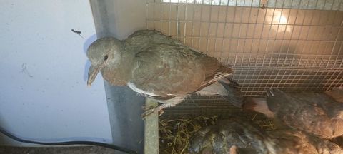 Pigeons ramier 25 93160 Noisy-le-grand