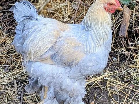 Magnifique jeune coq Brahma Isabelle 0 64460 Aast