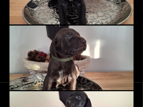 Chiots braque allemand 0 25250 Bournois