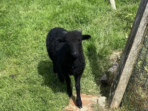 Mouton d'ouessant 50 49440 Challain-la-potherie