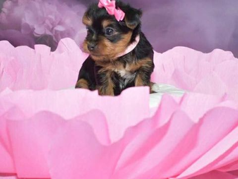 Yorkshire Terrier inscrits au LOF mâles et femelle 1500 22000 Saint-brieuc