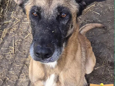 Amigo 130 26700 Pierrelatte