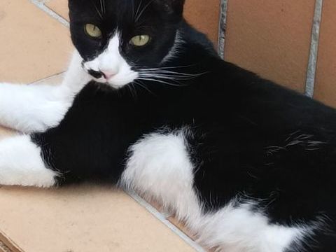 PISTACHE 180 38470 L'albenc