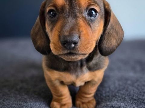 Chiot teckel nain &agrave; r&eacute;server 2300 51170 Crugny