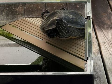 Terrarium pour tortue 40 97116 Pointe-noire