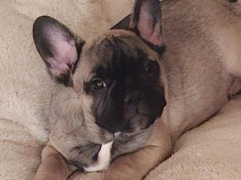 Alistair - Chiot bouledogue fran&ccedil;ais exotique  850 12220 Les albres