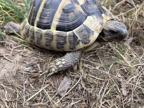 Tortue terre - Hermann Boettgeri 150 77370 La chapelle-rablais