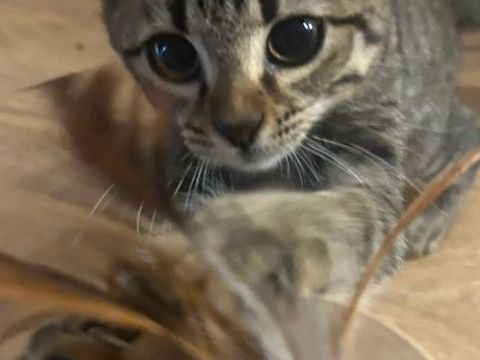 Opale,4 mois, cherche un bon foyer 150 95390 Saint-prix