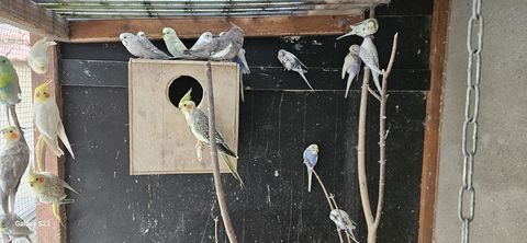 Perruches ondul&eacute;es 10 60390 Auneuil