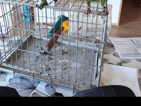 Perroquet de Jardine 1000 77310 Saint-fargeau-ponthierry