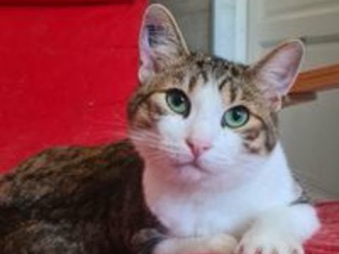 ZAZOO CHAT TIGRE BLANC 2 ANS 1/2 195 92260 Fontenay-aux-roses