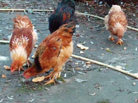 jeune coq 15 88330 Moriville