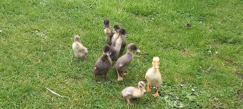 Canetons coureur indien 8 59310 Auchy-lez-orchies