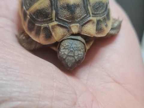Bb tortues 58 84100 Orange