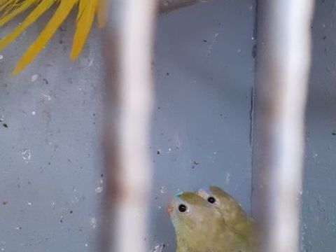 OISEAUX DE CAGES ET DE VOLI&Egrave;RES 40 22400 Lamballe