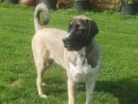 Sunny 8 mois 300 38510 Morestel