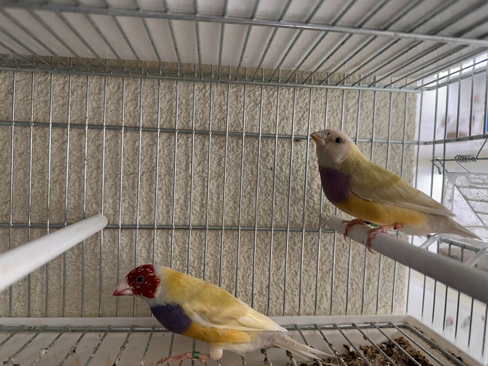   Diamant  de gould 