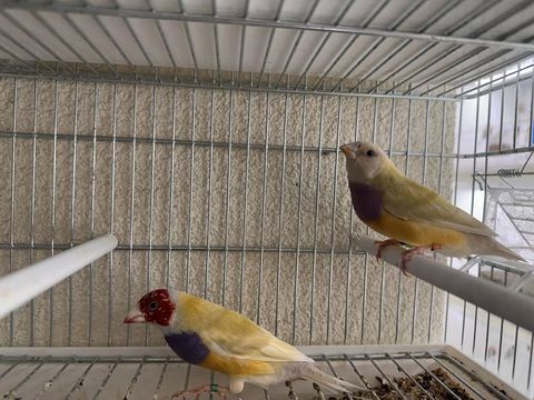 Diamant  de gould 100 28000 Chartres