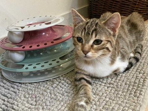 Prunille, la chatonne au regard diff&eacute;rent� et au c�ur immense 180 94200 Ivry-sur-seine