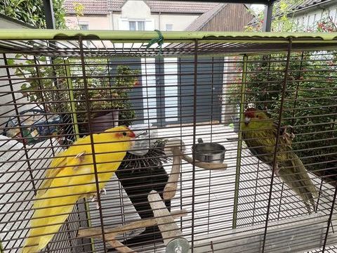 Jeune couple kakariki apprivoisé
120 77100 Meaux