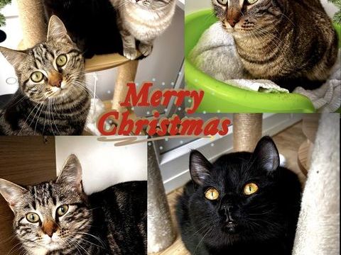 chats et chatons adorables 250 47500 Blanquefort-sur-briolance