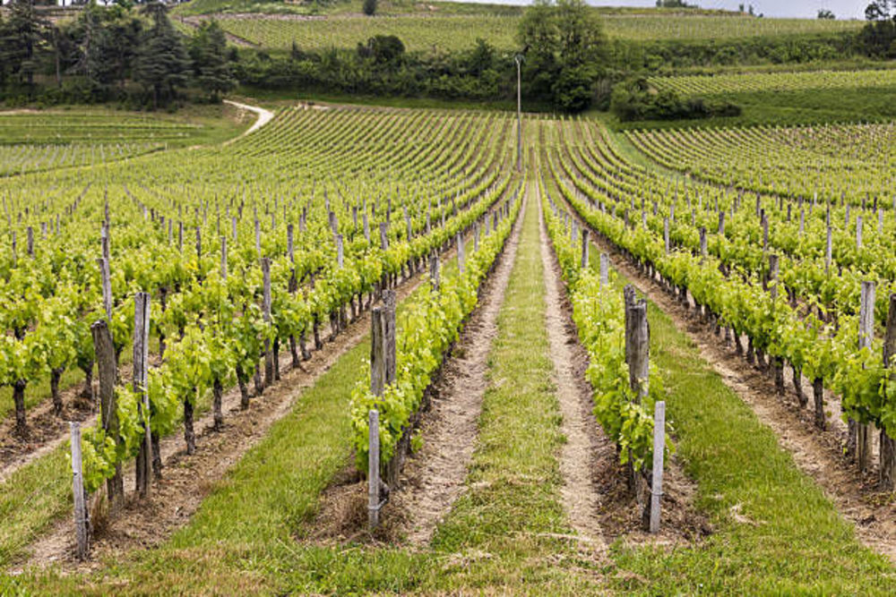 � vendre  Propri�t�/ch�teau Bordeaux (33000)