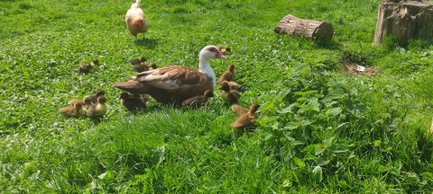 Canards de Barbarie 25 29420 Plouvorn