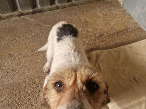 Chien NOVA &agrave; l adoption 210 13001 Marseille