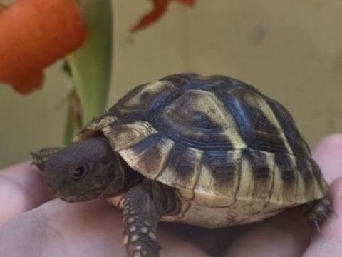 Tortue de terre - 1 an 60 13008 Marseille