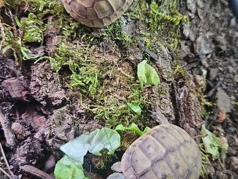 Tortues terrestres 35 30100 Al�s