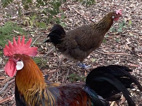 Coq  "Gauloise Dorée" De pure race. Baguées. 35 13110 Port-de-bouc