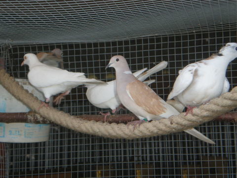 colombes  et colombes panachées. 15 87620 Sreilhac